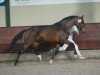 stallion Orchid's Floris (New Forest Pony, 2005, from Berkhof's Higgledy Piggledy)