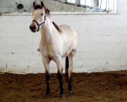 jumper Orchid's Mila (Nederlands Rijpaarden en Pony, 2009, from Orchid's Cestanii)