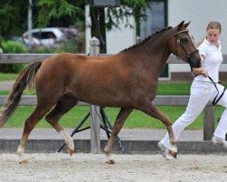 broodmare Jacodi's Anja's Alena (New Forest Pony, 2009, from Jacodi's Bo's Barclay)