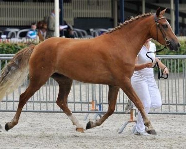 Pferd Jacodi's Bera's Bliss (New-Forest-Pony, 2008, von Merrie Moscan)