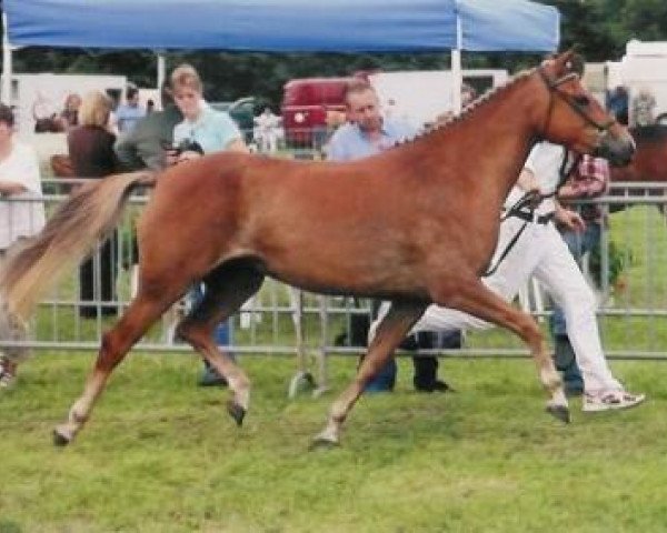 broodmare Jacodi's Bo's Bera (New Forest Pony, 2004, from Woodrow Carisbrooke)