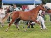 Zuchtstute Jacodi's Bo's Bera (New-Forest-Pony, 2004, von Woodrow Carisbrooke)