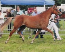 Zuchtstute Jacodi's Bo's Bera (New-Forest-Pony, 2004, von Woodrow Carisbrooke)