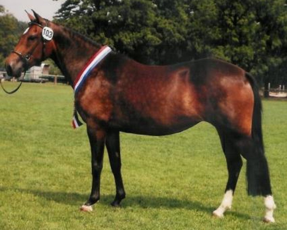 broodmare Maritza (New Forest Pony, 2001, from Marits Mistique)