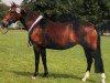broodmare Maritza (New Forest Pony, 2001, from Marits Mistique)