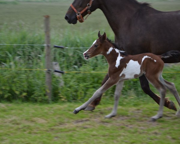 Pferd Renesmee (Pinto/Kleines Reitpferd, 2013, von El Sharin)