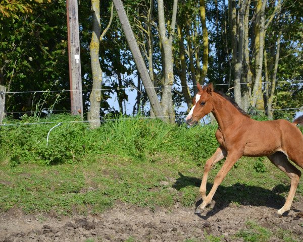 Pferd Beluga (Arabisches Halbblut / Partbred, 2013, von El Sharin)