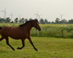 broodmare Mai Tai (German Riding Pony, 2005, from Almonte)