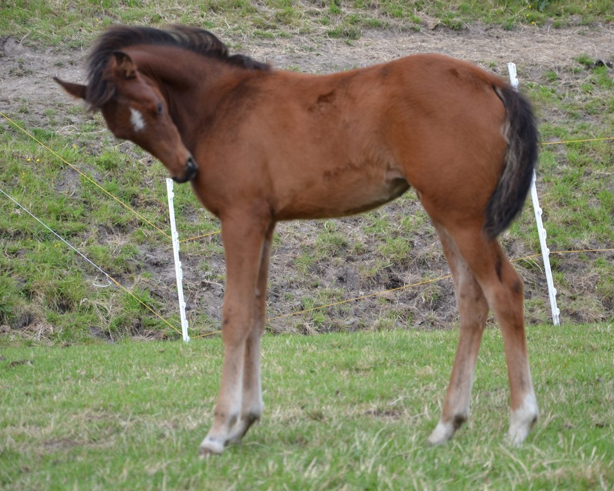 Pferd Marleen (Deutsches Reitpony, 2013, von El Sharin)