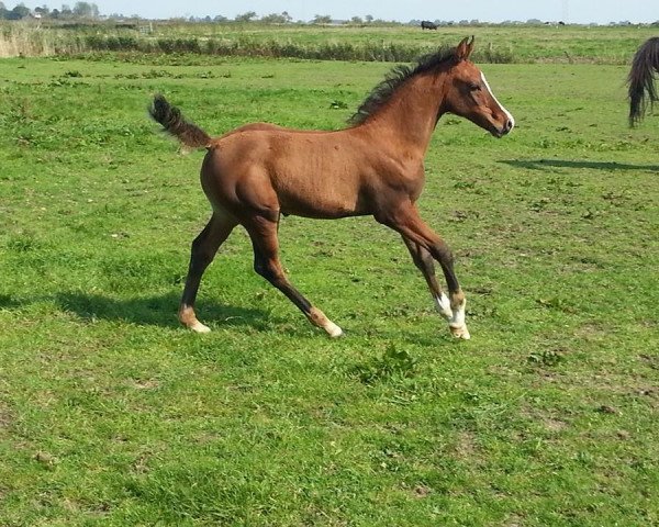 Pferd El Shaitan (Arabisches Halbblut / Partbred, 2014, von El Sharin)