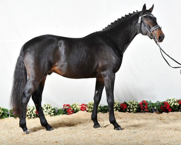 stallion Diamaro (Holsteiner, 2010, from Diarado)