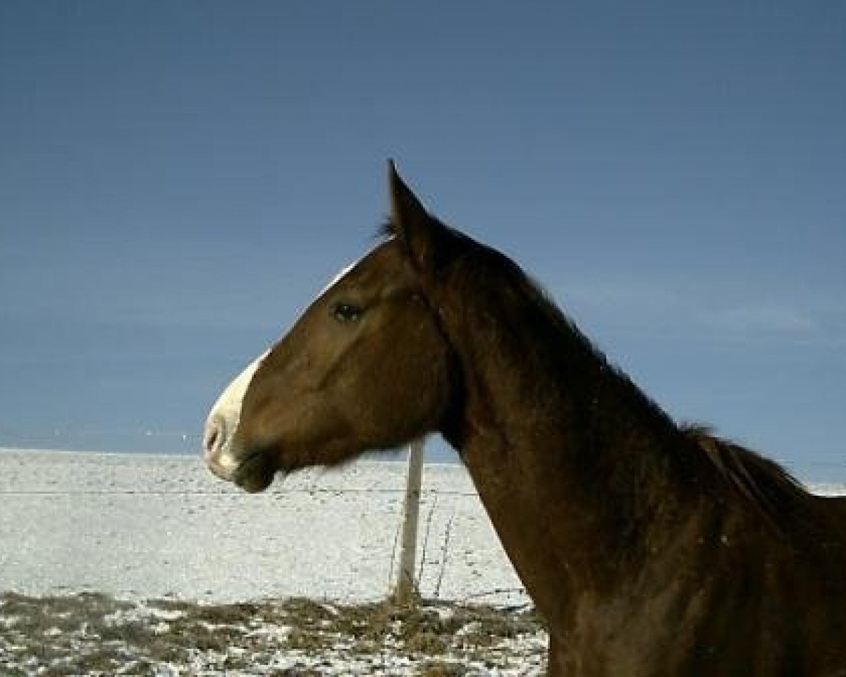 broodmare Guantanamera (Bavarian, 1993, from Vanvitelli xx)