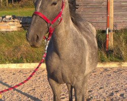 horse 901 Maestoso Famosa VI (Lipizzaner, 2013, from Maestoso Batosta XII 433)