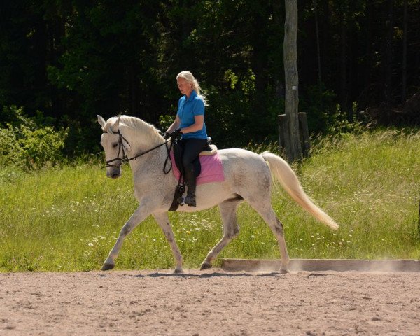 broodmare 499 Famosa VI (Lipizzaner, 2006, from 231 Conversano X Clea (C. VI-4))