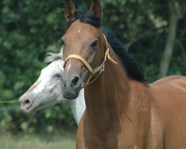 Zuchtstute Basra Bey ox (Vollblutaraber, 2002, von Proszek ox)