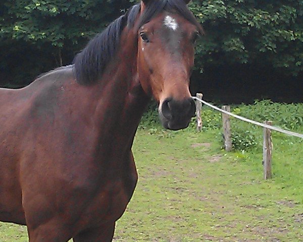 jumper Le Caro (Oldenburg show jumper, 2009, from Leon)