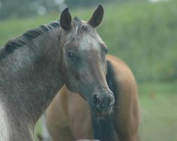 broodmare Kaylee (Arab half breed / Partbred, 2009, from Andy)