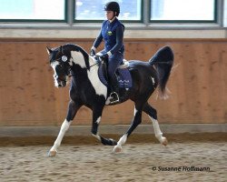 stallion El Sharin (Pinto / Pleasure, 2010, from TE El Shamir)