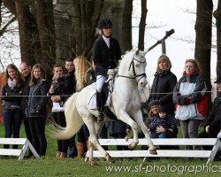 stallion Falsario de Color (German Riding Pony, 2001, from Feingold)