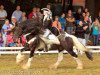 Deckhengst Nobody is Perfect (Tinker / Irish Cob / Gypsy Vanner, 2005, von Big Jack)