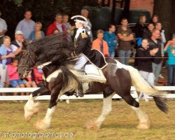 stallion Nobody is Perfect (Tinker / Irish Cob / Gypsy Vanner, 2005, from Big Jack)