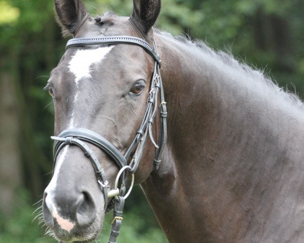 Dressurpferd Hagedorn 5 (Rheinländer, 2005, von Hibiskus)