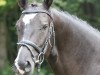 dressage horse Hagedorn 5 (Rhinelander, 2005, from Hibiskus)