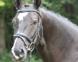 dressage horse Hagedorn 5 (Rhinelander, 2005, from Hibiskus)