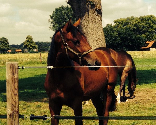 dressage horse Fausto Felix S (Westphalian, 2013, from Fleury)