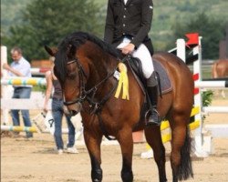 jumper Flying Bob (Hanoverian, 2005, from For Edition)