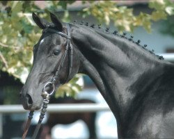 Pferd Rosenblatt (Trakehner, 2001, von Louidor)