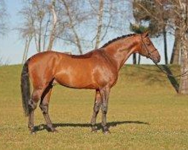 stallion Acantus (Bavarian, 1998, from Acorado I)