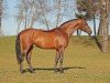 stallion Acantus (Bavarian, 1998, from Acorado I)