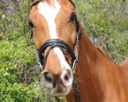 dressage horse Charming Boy 25 (Bavarian, 1997, from Charon)