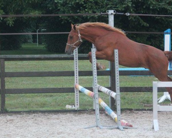 Pferd Pinockio Optimus (Belgisches Reitpony, 2011, von Orchid's Romario II)