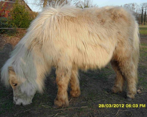 Zuchtstute Meerhusen`s Hera (Shetland Pony, 2011, von Pride van Hoeve Eelwerd)