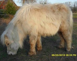 Zuchtstute Meerhusen`s Hera (Shetland Pony, 2011, von Pride van Hoeve Eelwerd)