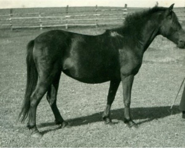 Zuchtstute Freia (Lehmkuhlener Pony, 1932, von Favorito)