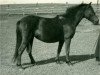 Zuchtstute Freia (Lehmkuhlener Pony, 1932, von Favorito)