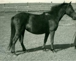 Zuchtstute Freia (Lehmkuhlener Pony, 1932, von Favorito)