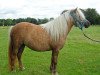 broodmare Meerhusen's Hexina (Shetland Pony, 2008, from Pride van Hoeve Eelwerd)