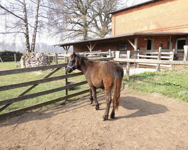 Zuchtstute Balu (Lehmkuhlener Pony, 2013, von Baron Kurt)