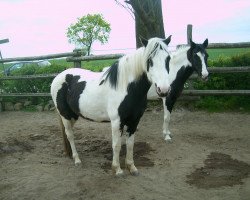 broodmare Sophie I (Lehmkuhlen Pony, 2009, from Ito II)