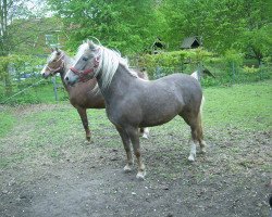 broodmare Maiglöckchen I (Lehmkuhlen Pony, 2008, from Watson I)