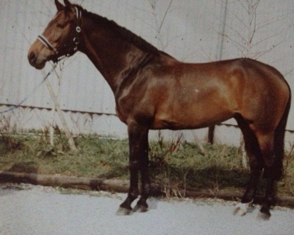 broodmare Lea (Holsteiner, 1982, from Landgraf I)