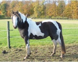 broodmare Stine II (Lehmkuhlen Pony, 2007, from Ito II)