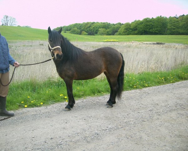 broodmare Comtesse Wanda (Lehmkuhlen Pony, 2006, from Greenholme Sinbad)