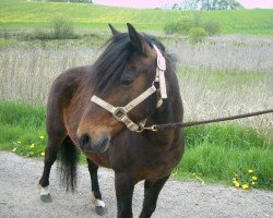 Zuchtstute Mrs. Ailie (Lehmkuhlener Pony, 2004, von Seidlitz)