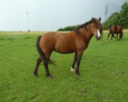 Zuchtstute Comtesse Fanny (Lehmkuhlener Pony, 2003, von Seidlitz)