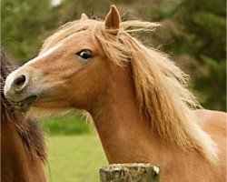 broodmare Daisy IIa (Lehmkuhlen Pony, 2003, from Seidlitz)